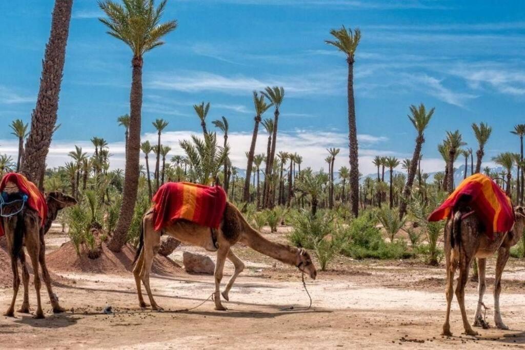 Luxury Odyssey - Marrakech Centre Appartamento Marrakesh